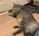 Maine Coon Milo