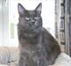 Maine Coon Blackangel's Magby