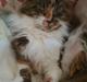 Maine Coon Tukenjas Siff PP