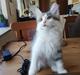 Kurilean Bobtail DK KorZhik's Emil