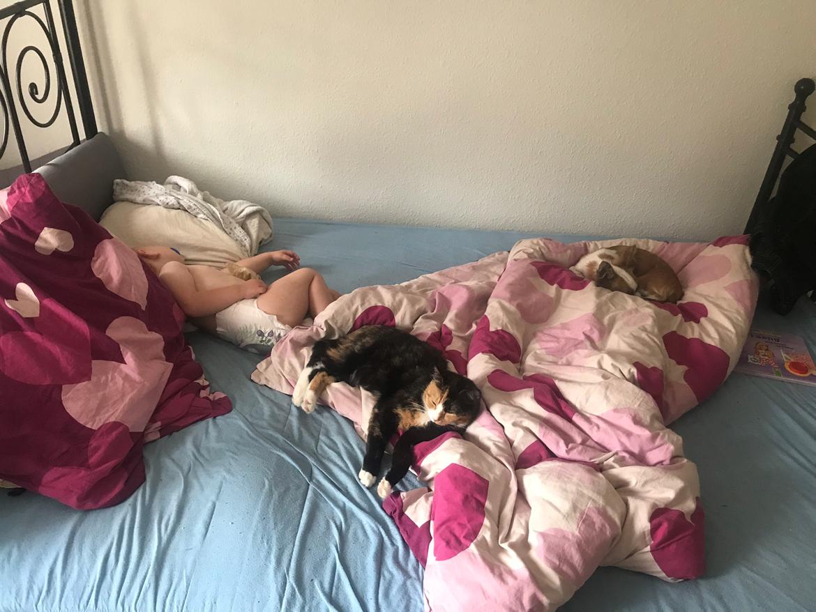 Huskat Maybe billede 17