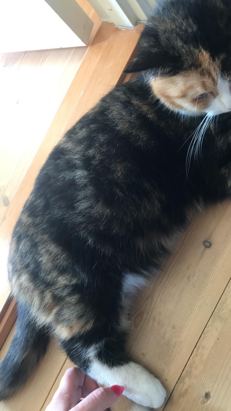 Huskat Maybe billede 20