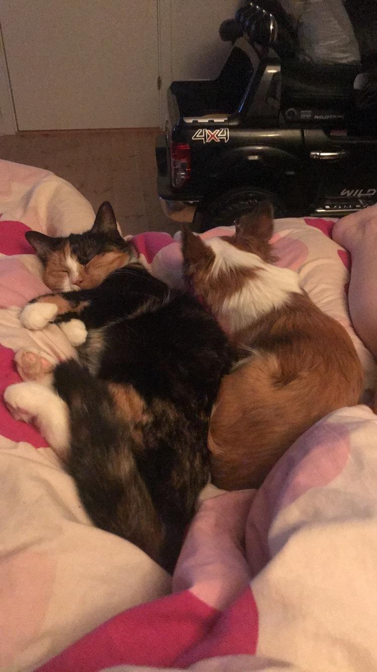 Huskat Maybe billede 21