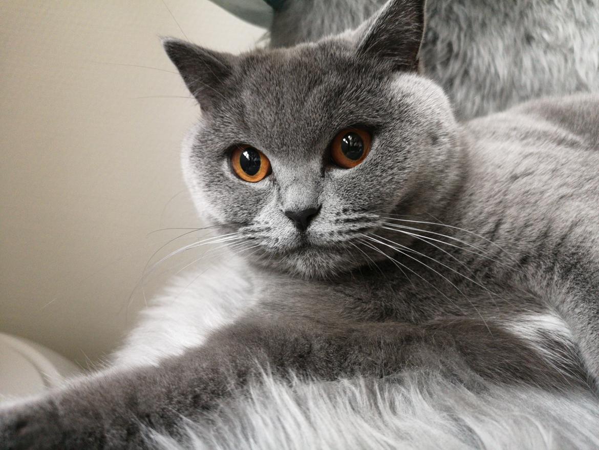 British Shorthair Tinka billede 42