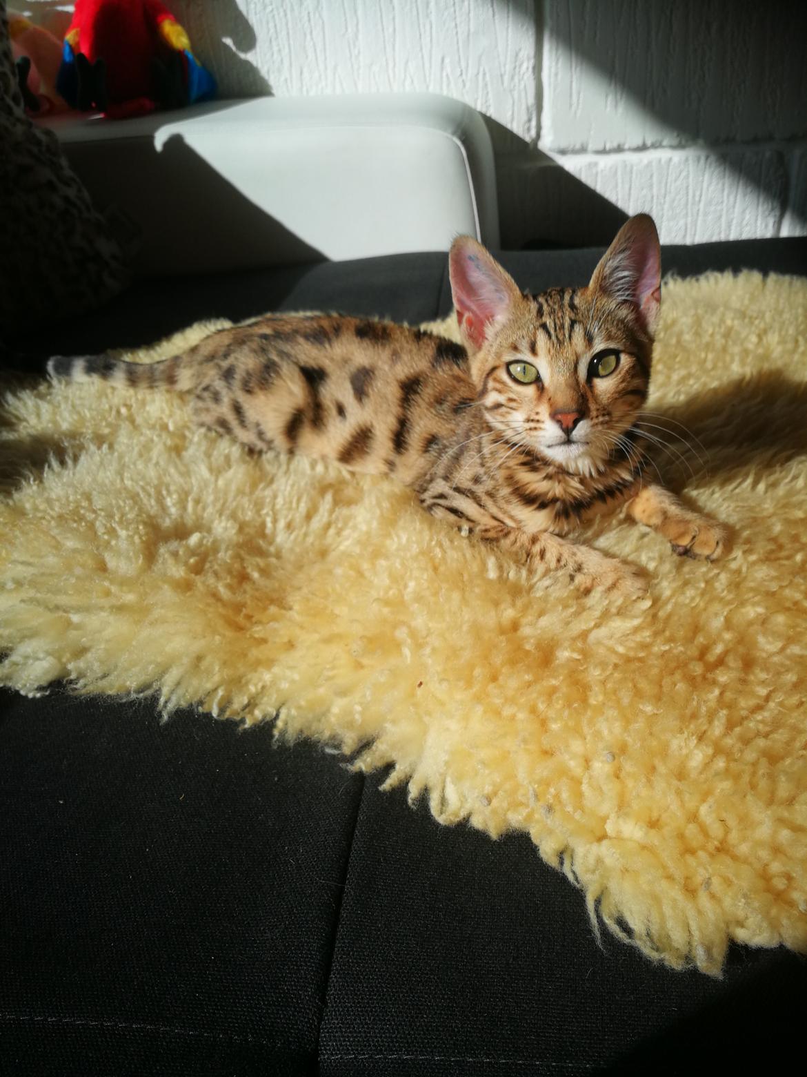 Bengal Piramocats Aya billede 15