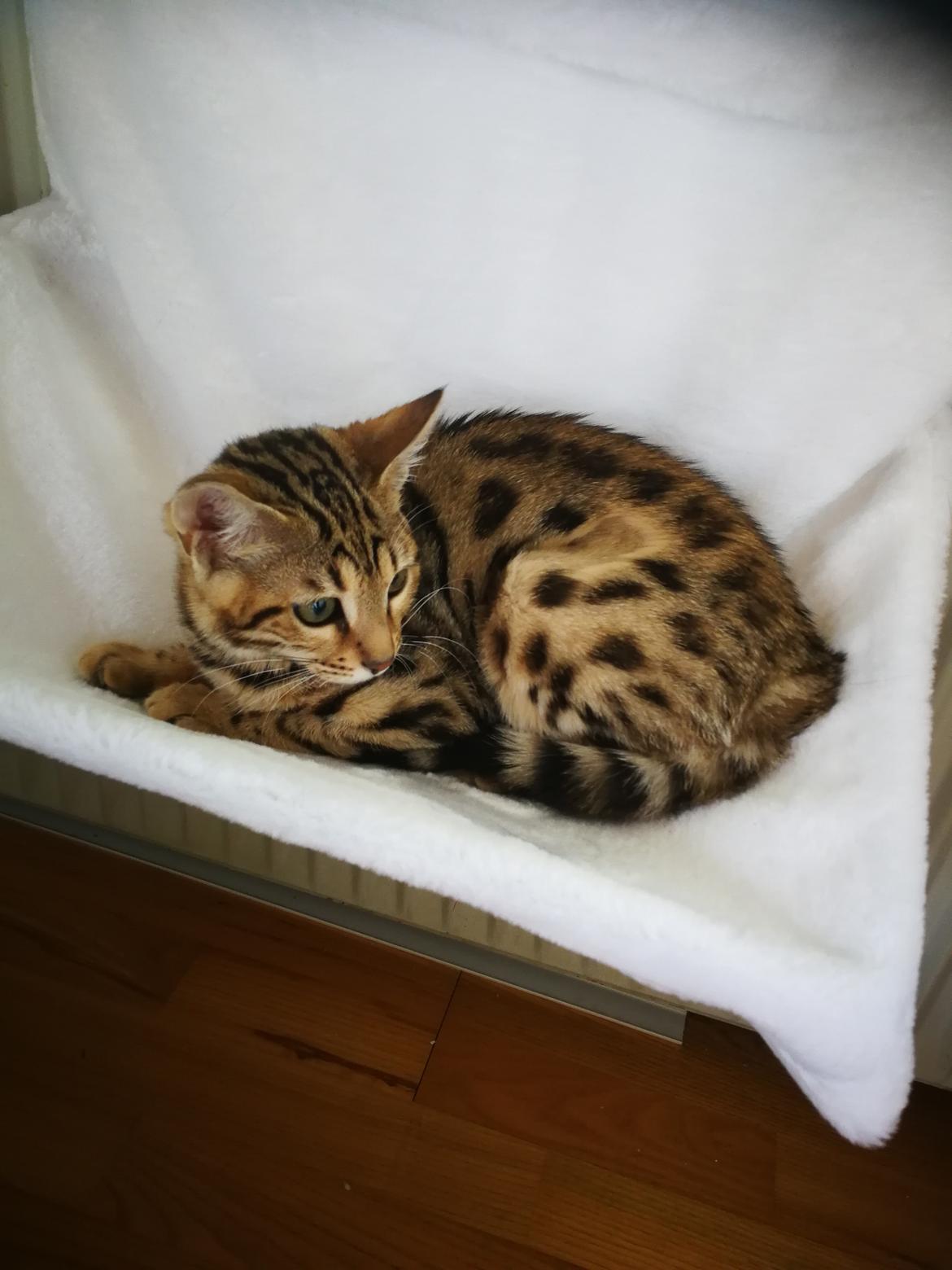 Bengal Piramocats Aya billede 16