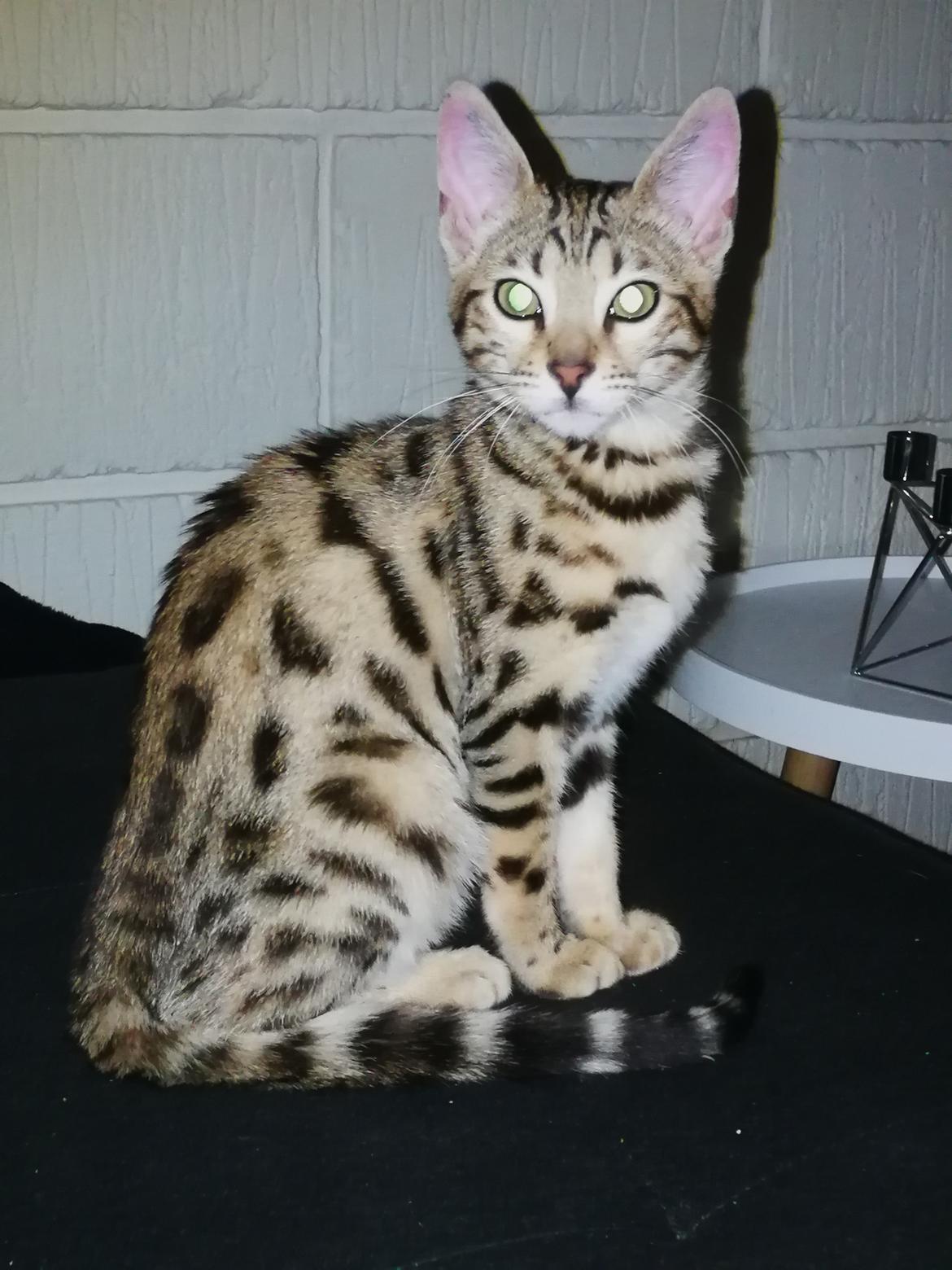 Bengal Piramocats Aya billede 19