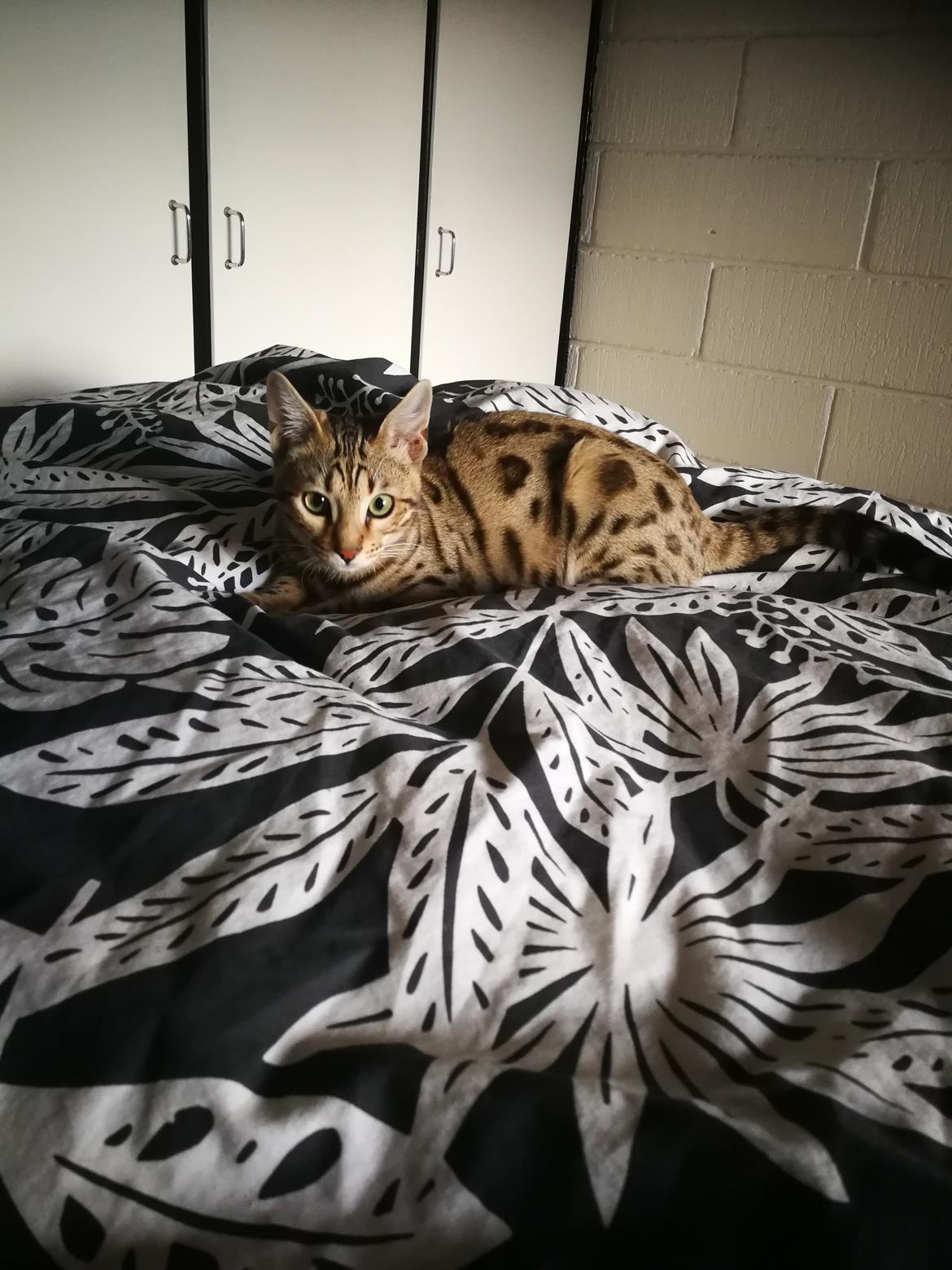 Bengal Piramocats Aya billede 26