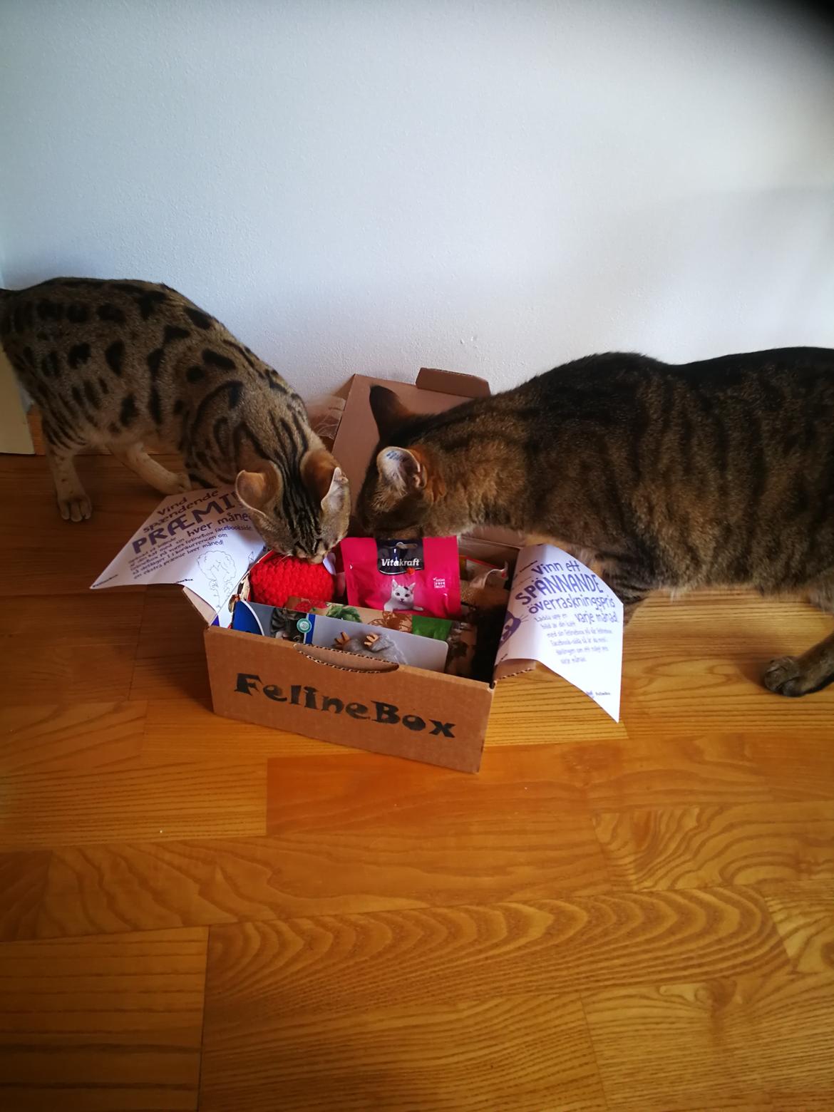 Bengal Piramocats Aya billede 29