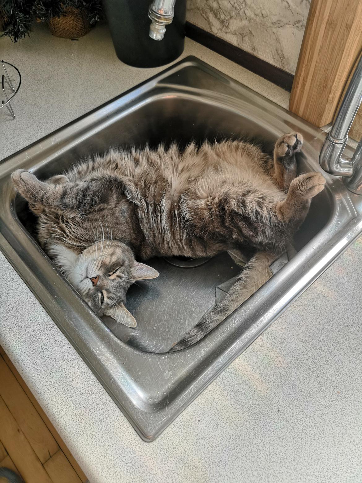 Blanding af racer Laban  billede 3