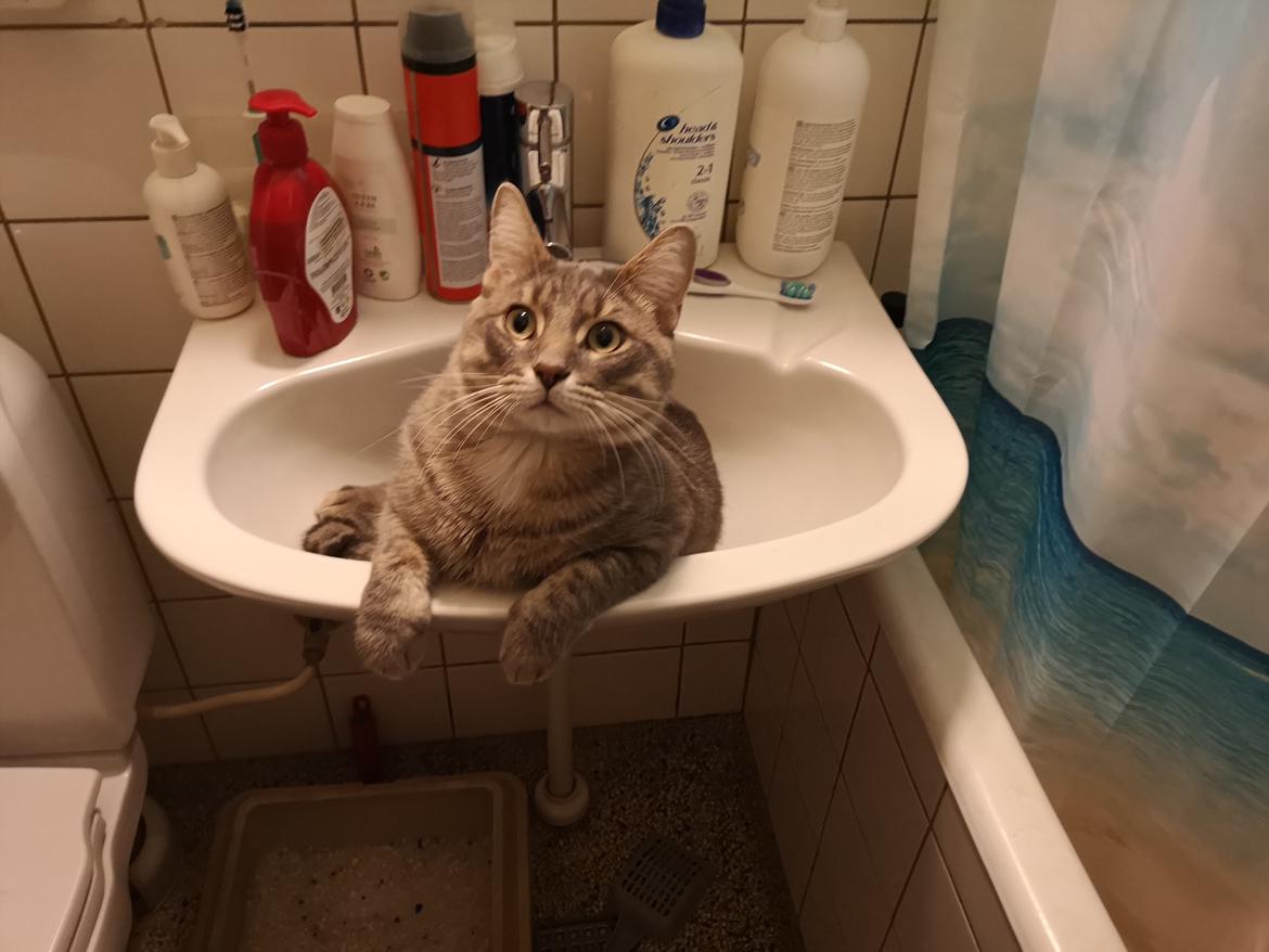 Blanding af racer Laban  billede 9