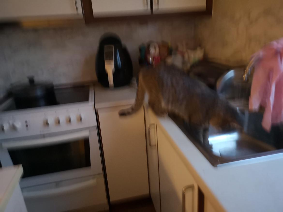 Blanding af racer Laban  billede 13