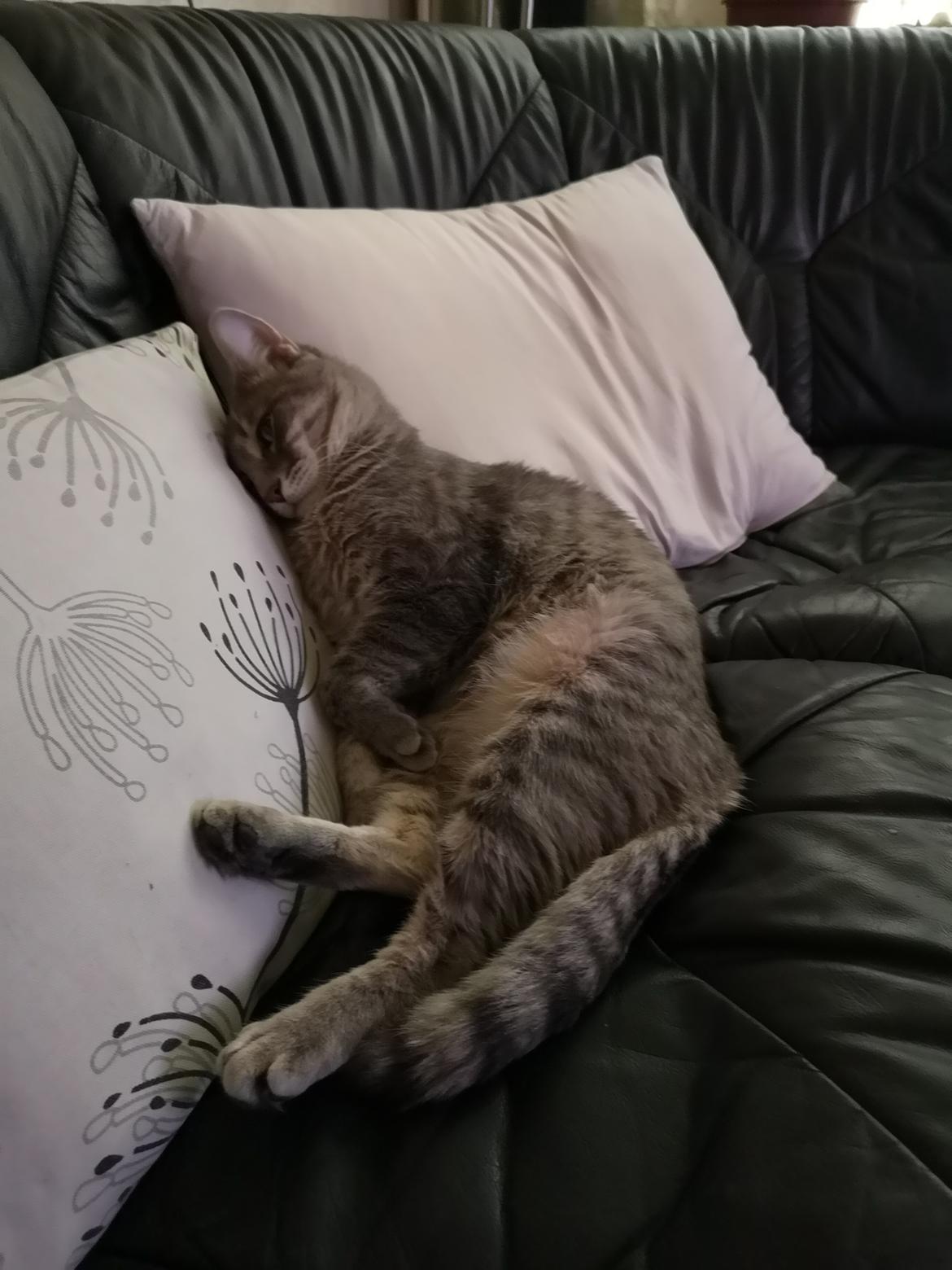 Blanding af racer Laban  billede 16