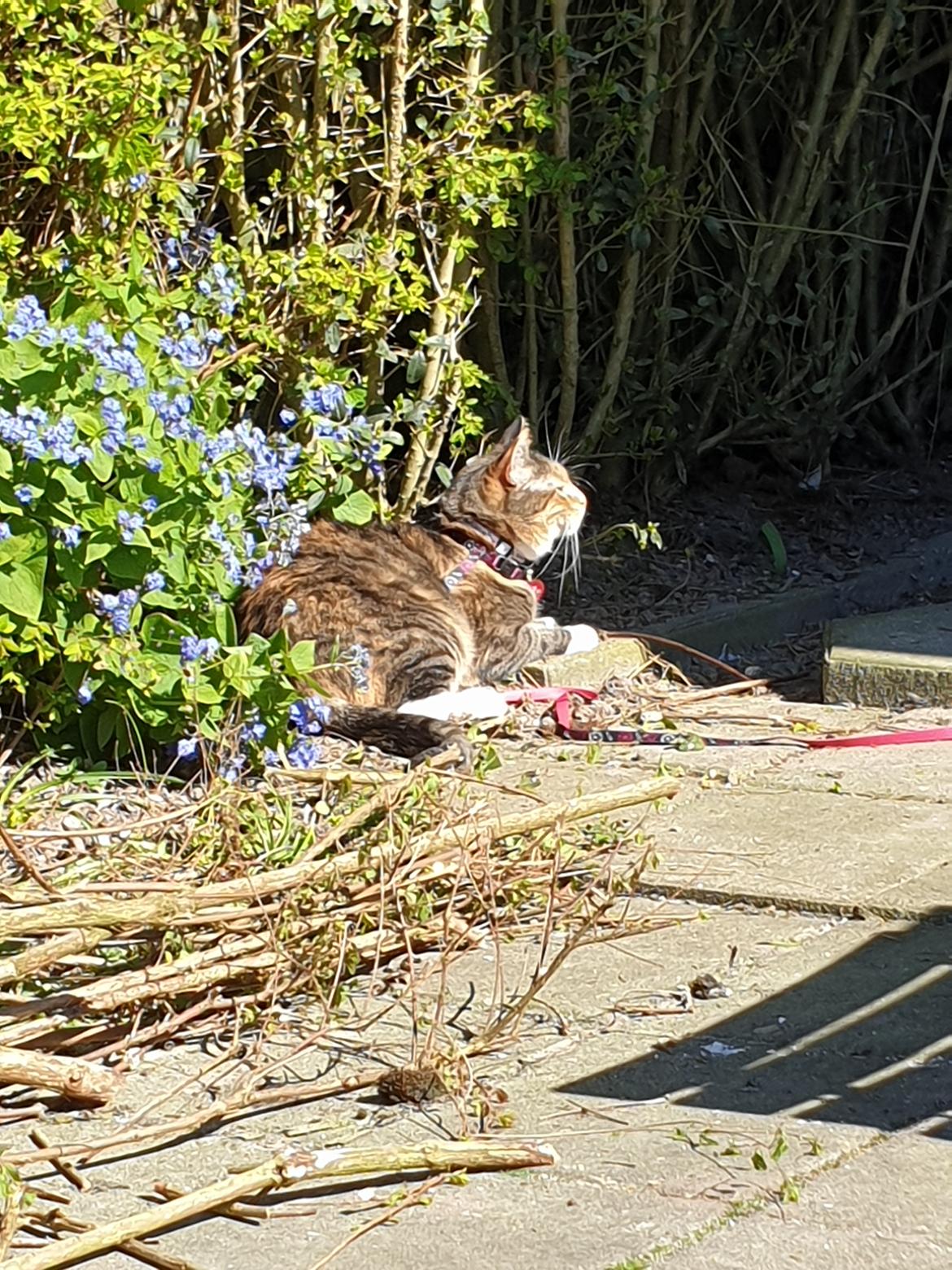 Huskat Malou  - Vi nyder solen, mens mor og far lusker rundt i haven billede 5