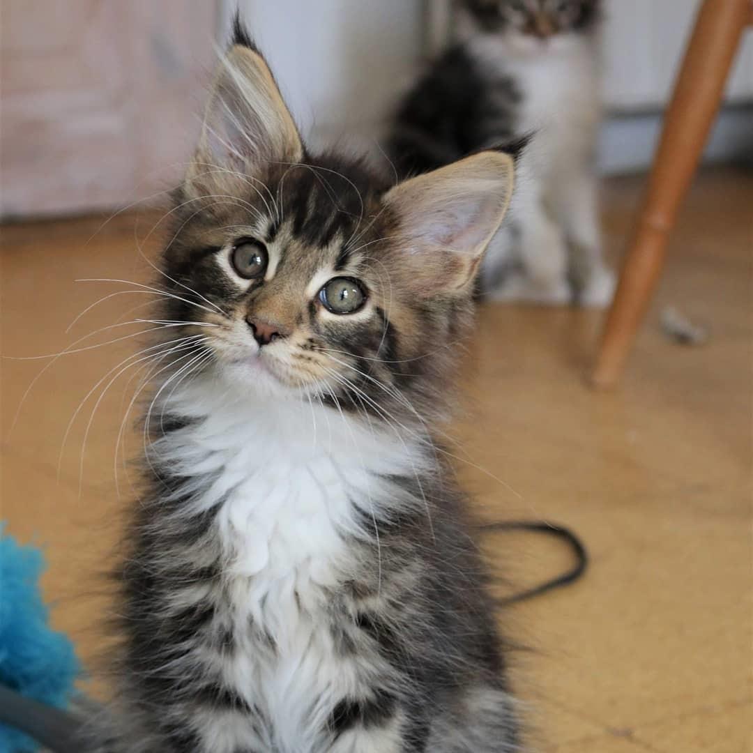 Maine Coon DK Engtoftegård's Cody billede 1