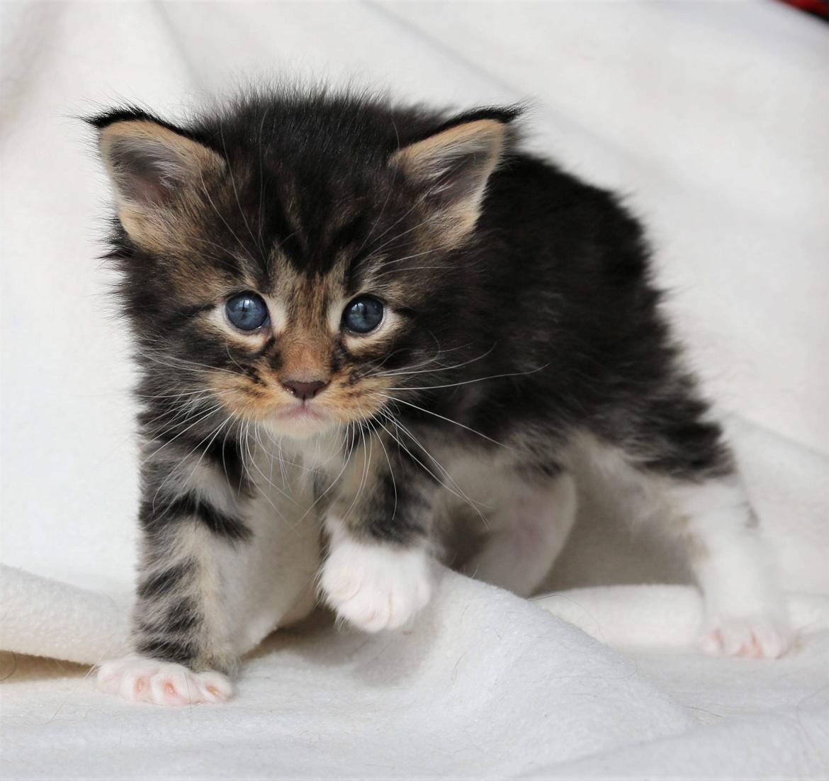 Maine Coon DK Engtoftegård's Cody billede 5