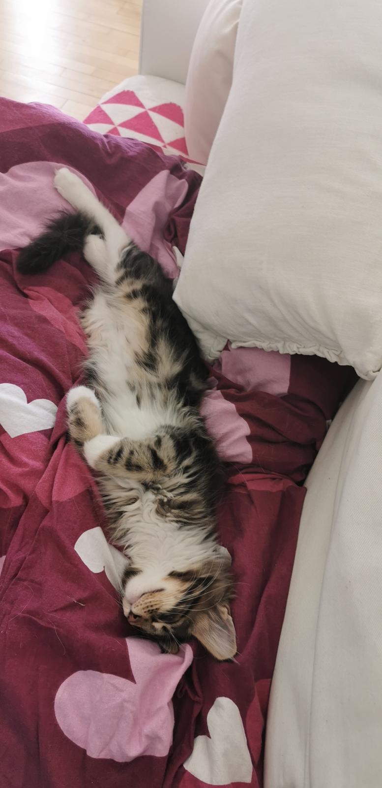 Maine Coon DK Engtoftegård's Cody billede 9