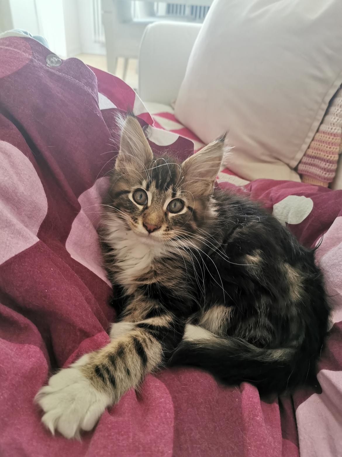 Maine Coon DK Engtoftegård's Cody billede 11
