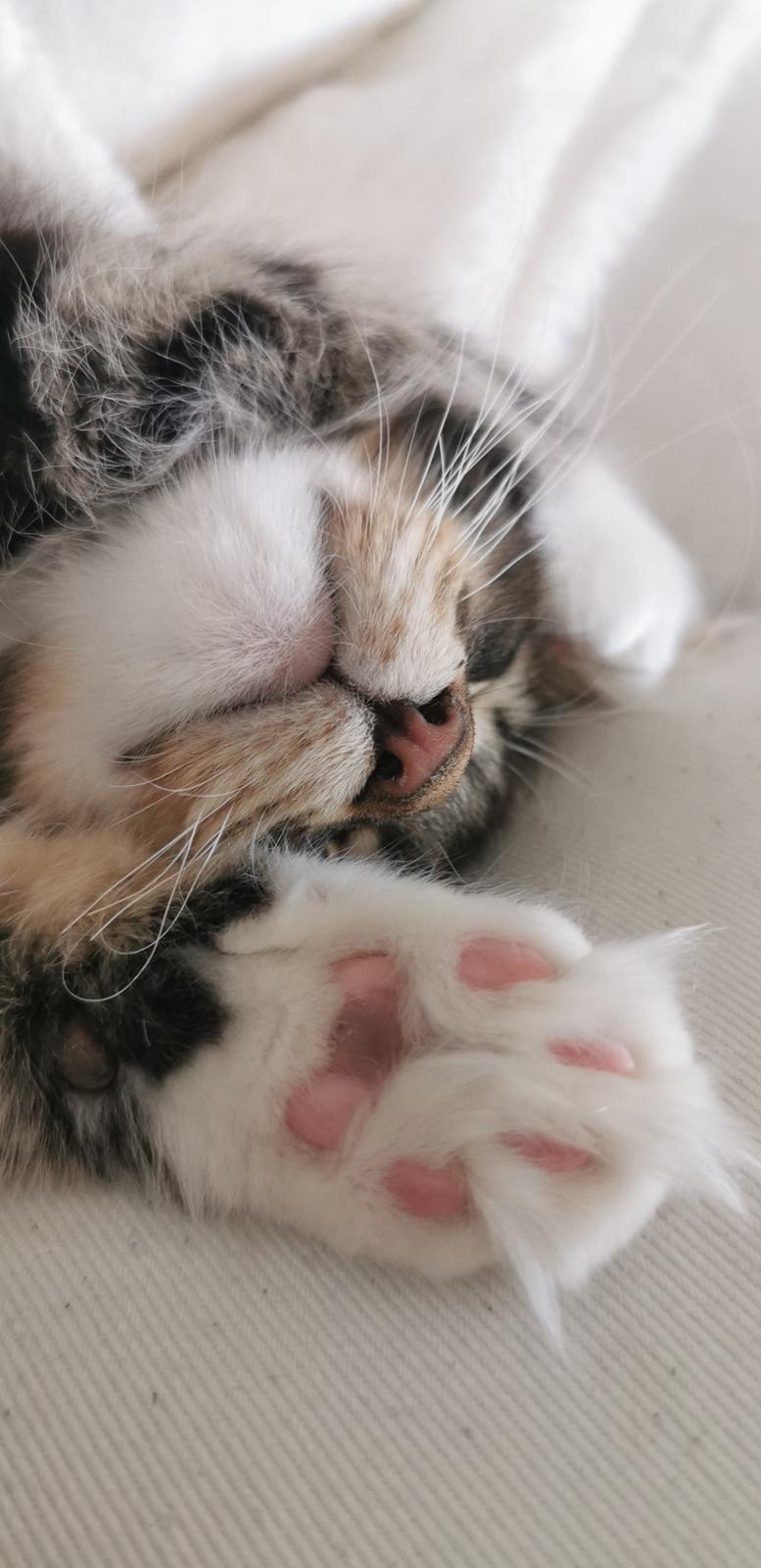 Maine Coon DK Engtoftegård's Cody billede 17