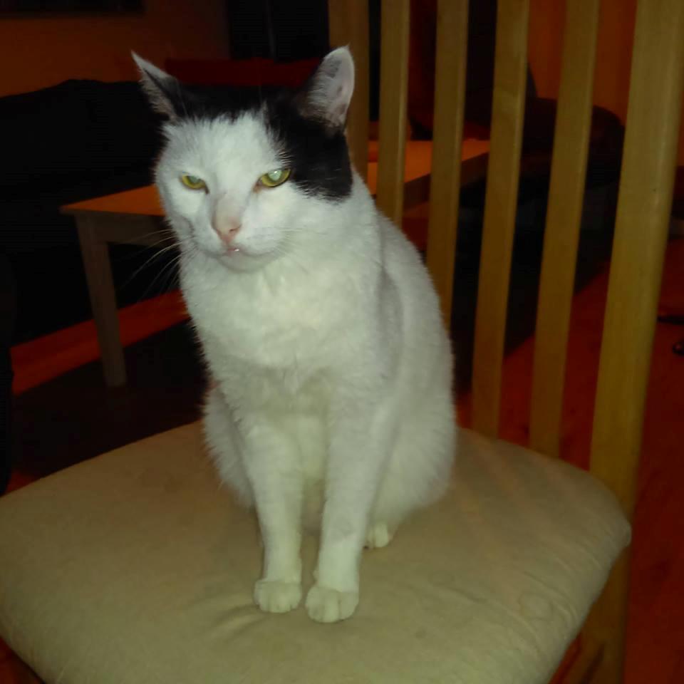 Huskat Laurits RIP billede 5