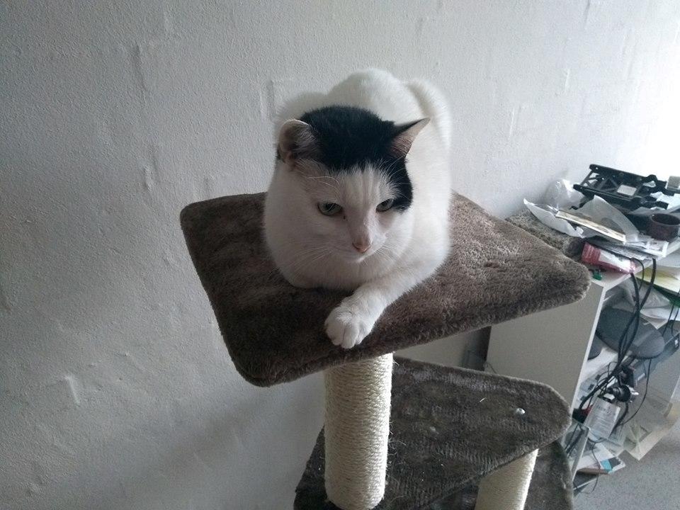 Huskat Laurits RIP billede 6