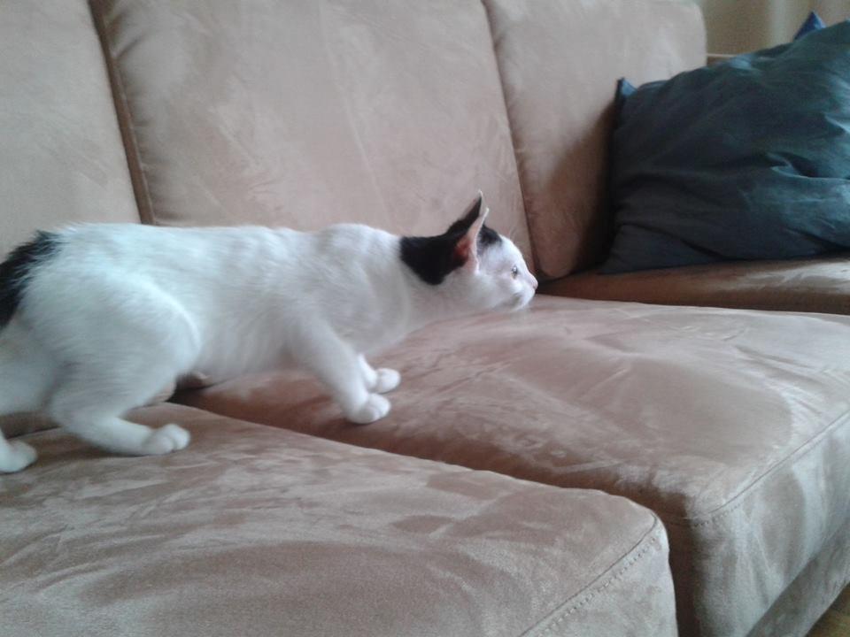 Huskat Laurits RIP billede 2