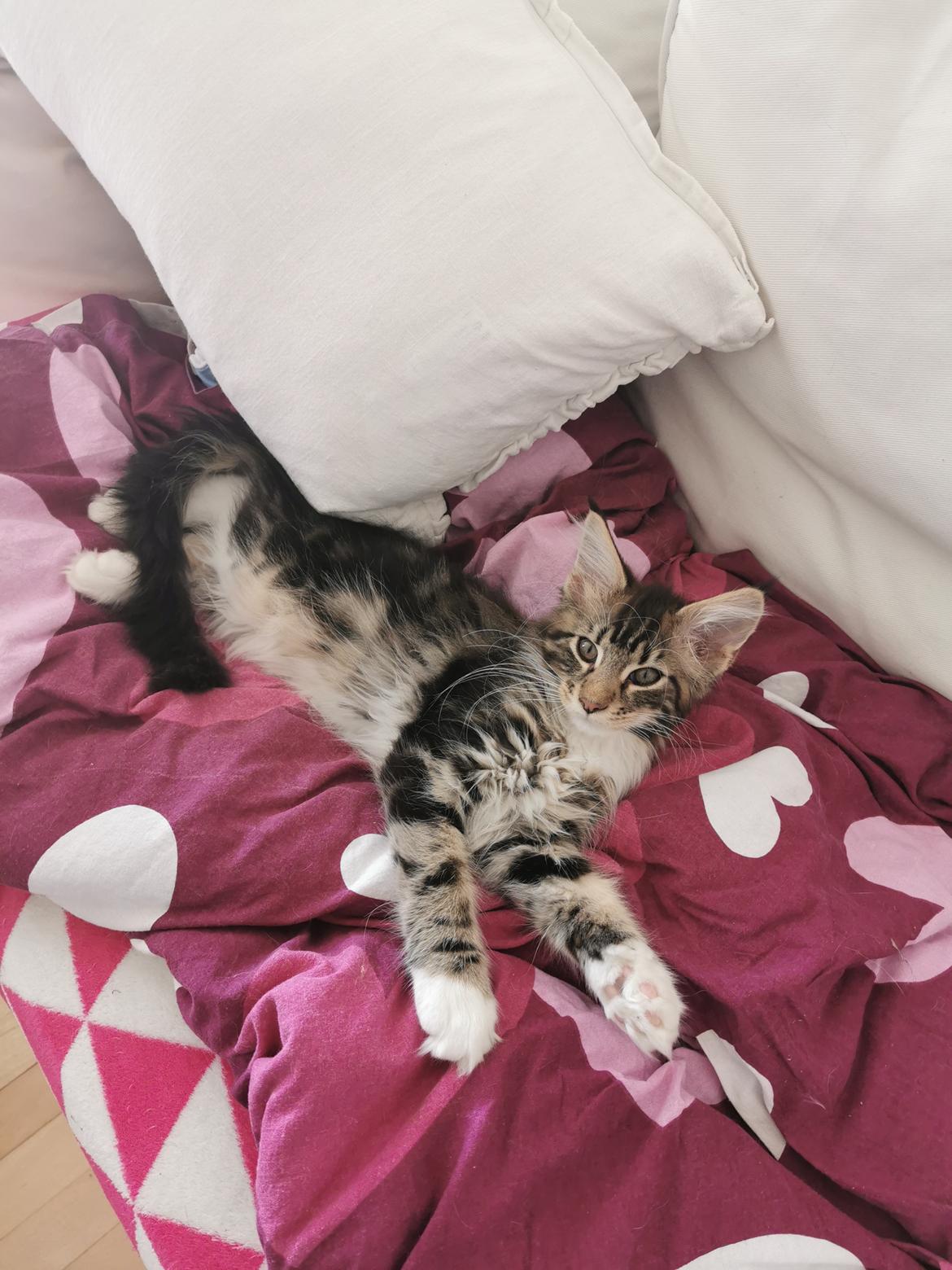 Maine Coon DK Engtoftegård's Cody billede 12