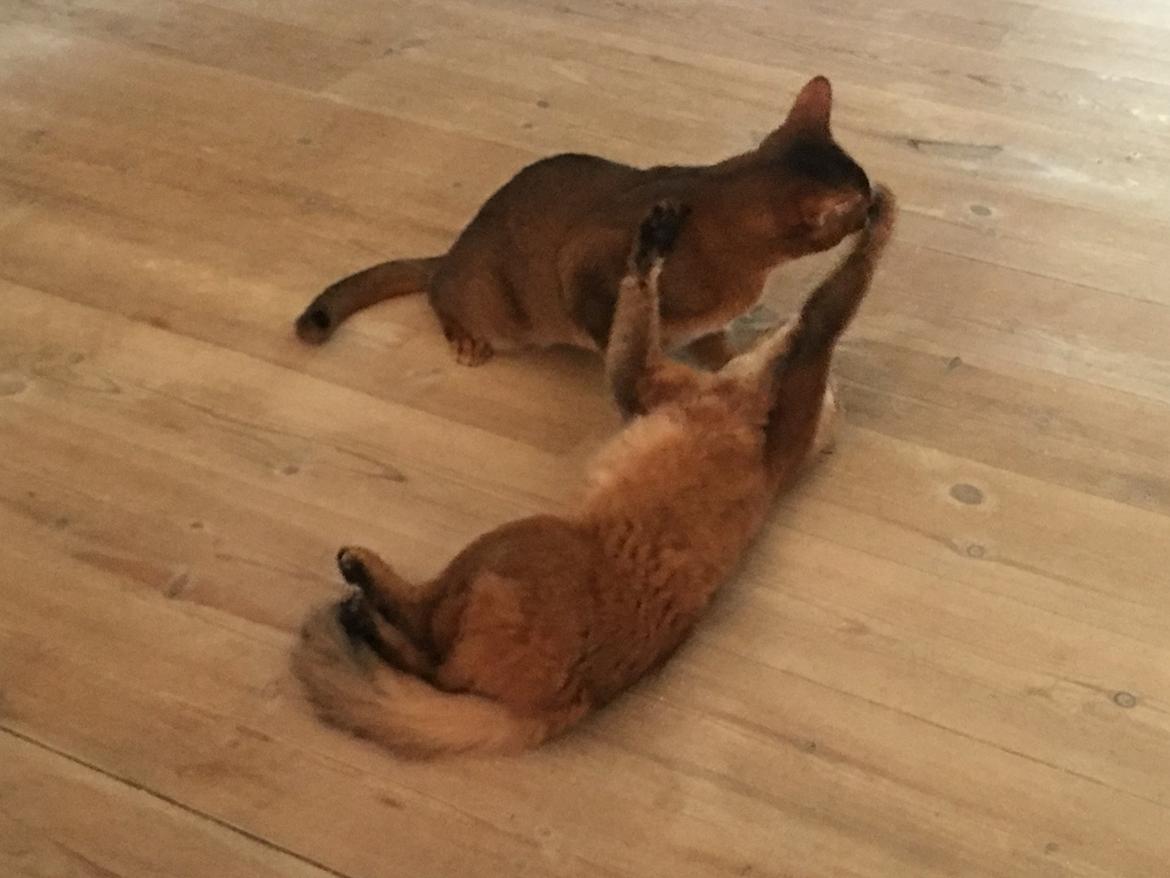 Somali Eliza billede 12