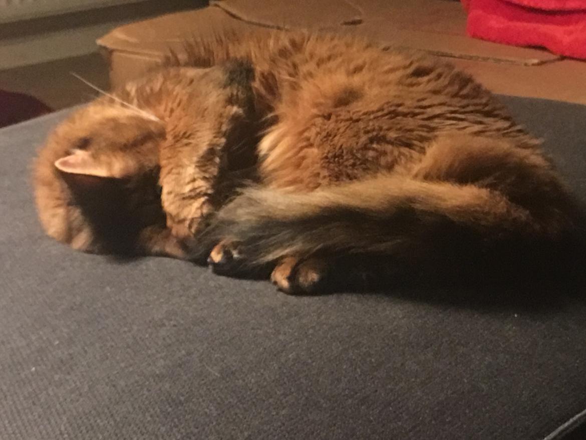 Somali Eliza billede 14