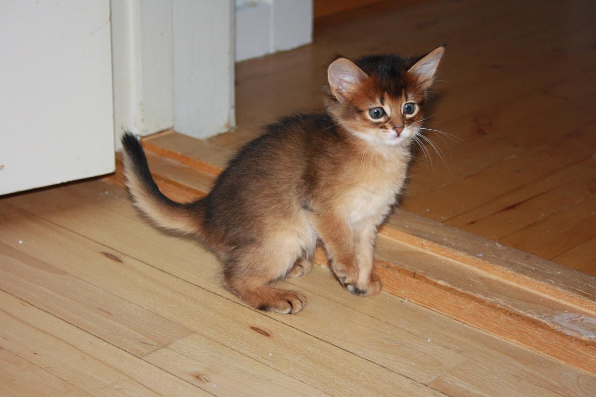 Somali Eliza billede 13