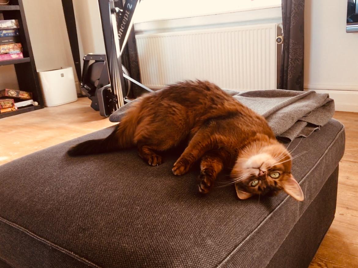 Somali Eliza billede 16