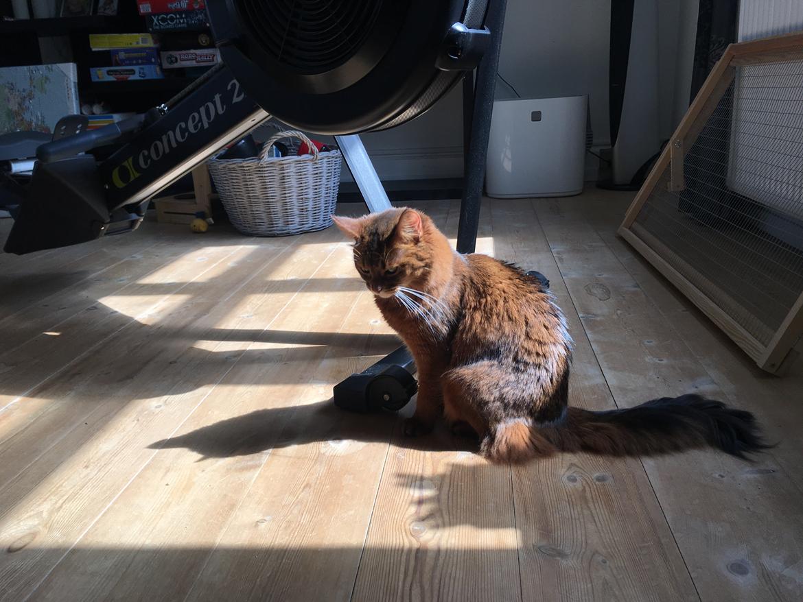 Somali Eliza billede 15