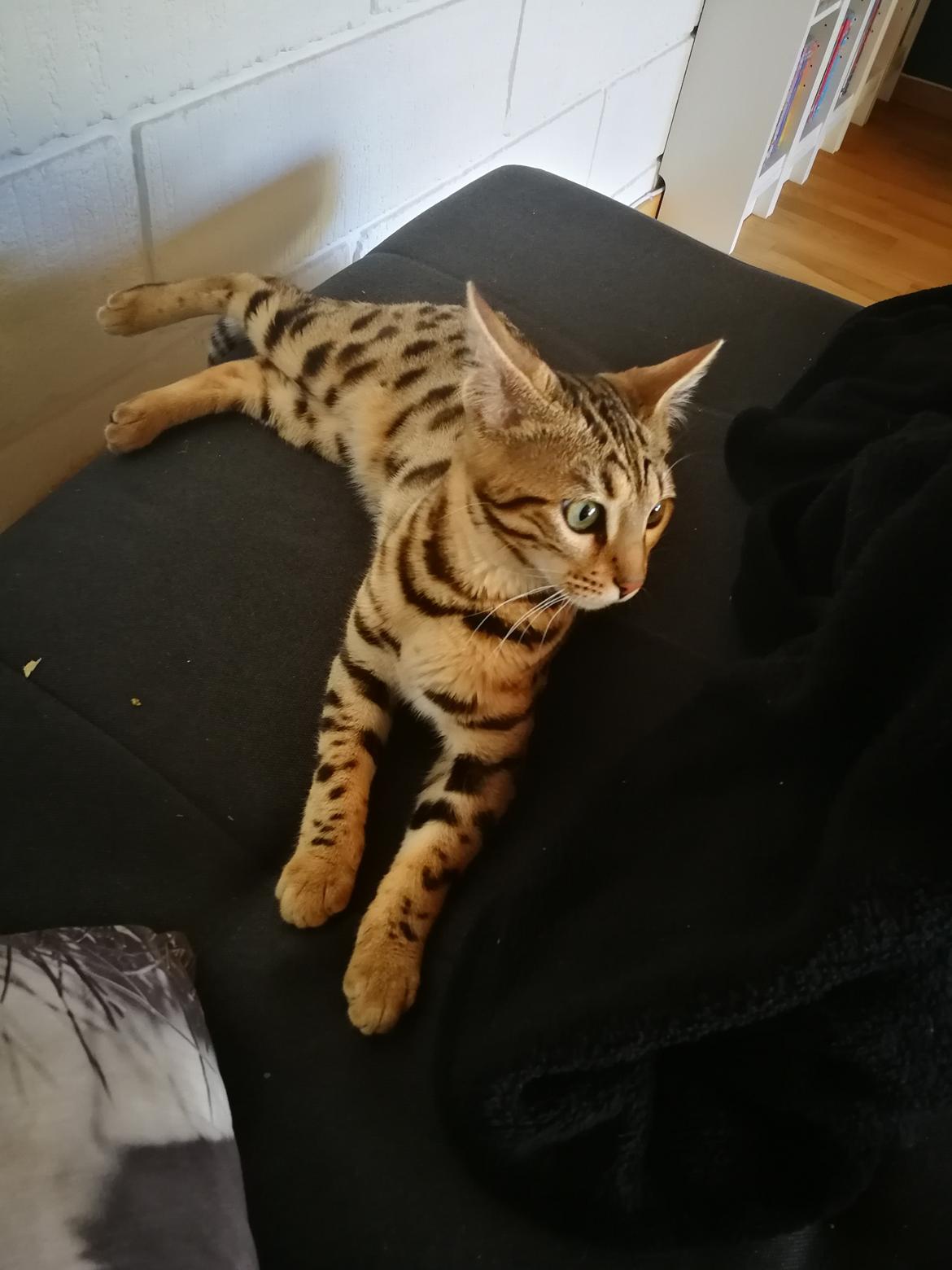 Bengal Piramocats Aya billede 11