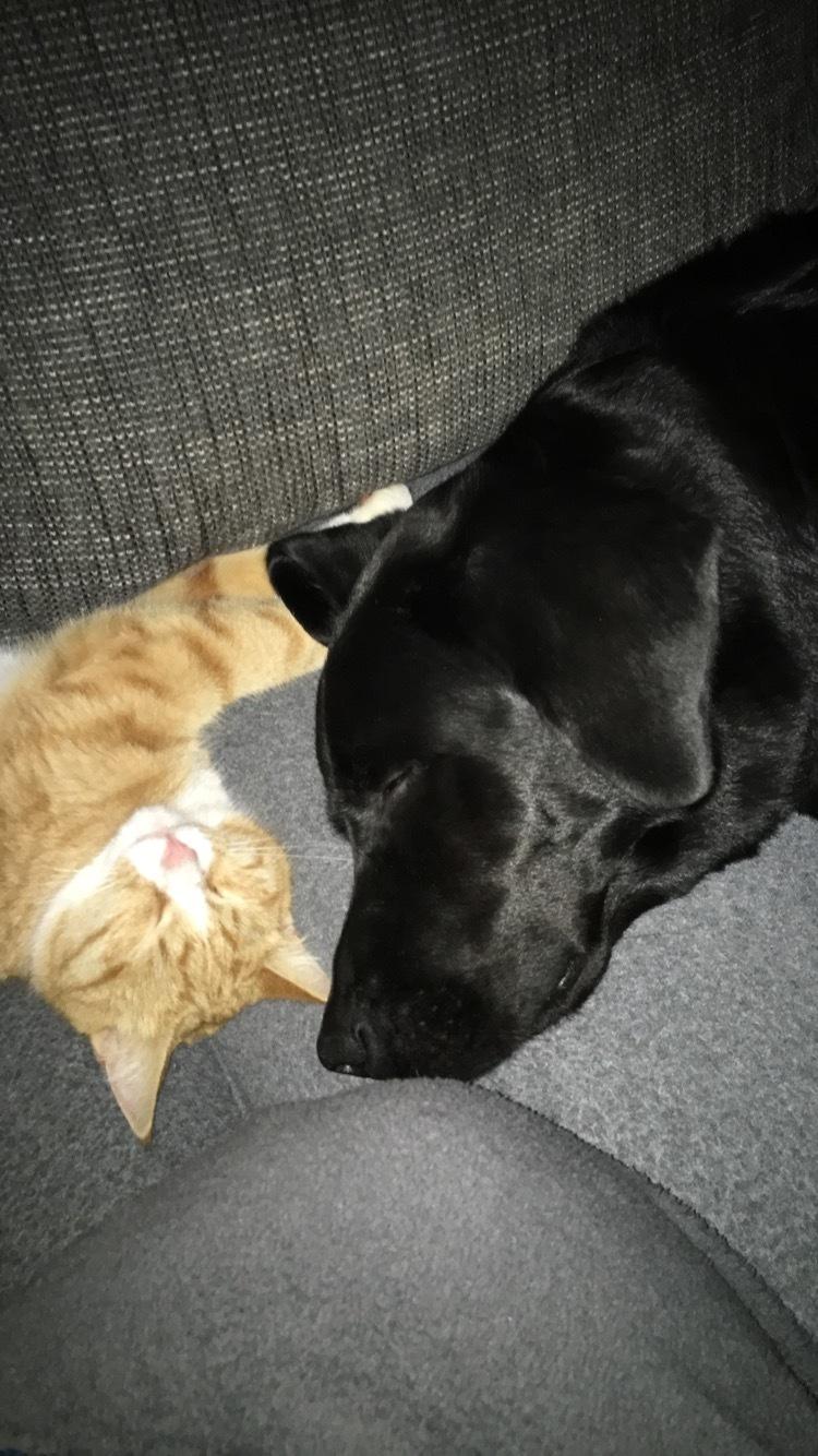 Huskat Tut R.I.P billede 1