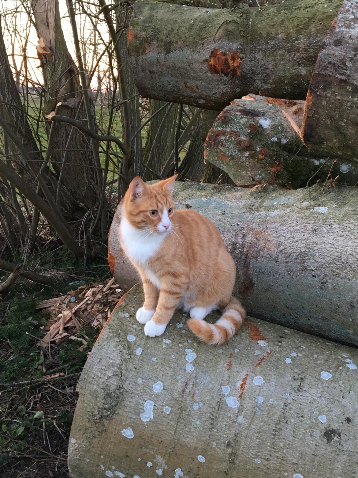 Huskat Tut R.I.P billede 8