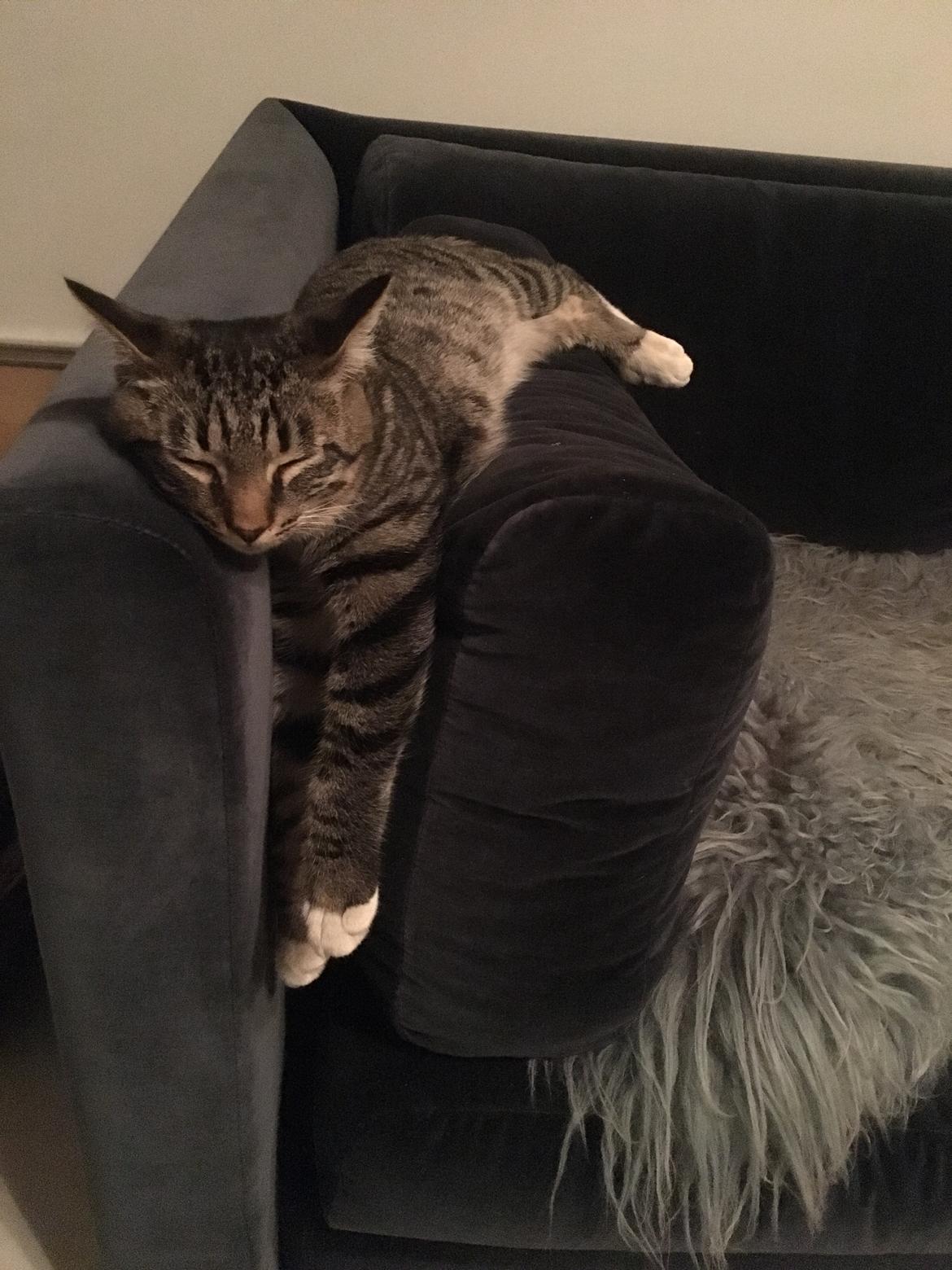 Huskat Sinus billede 2