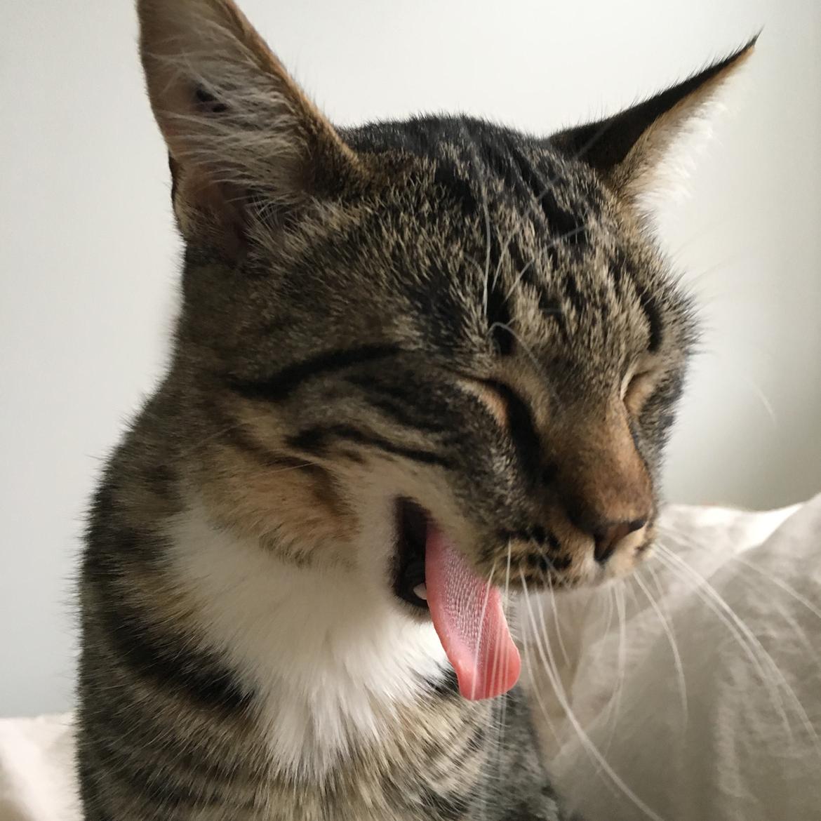 Huskat Sinus billede 10