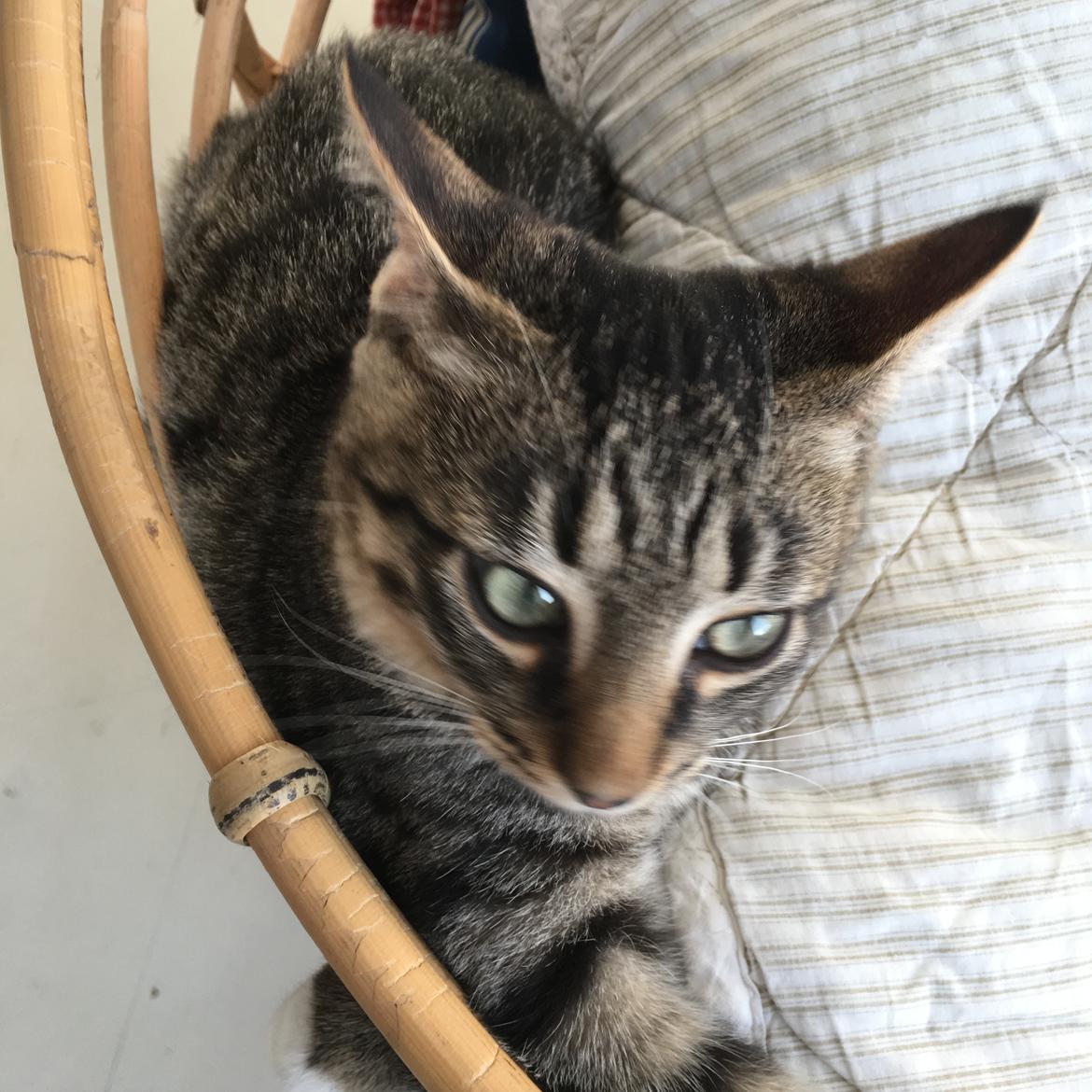 Huskat Sinus billede 15