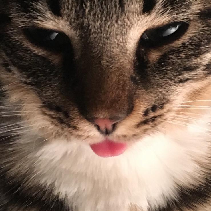 Huskat Sinus billede 17