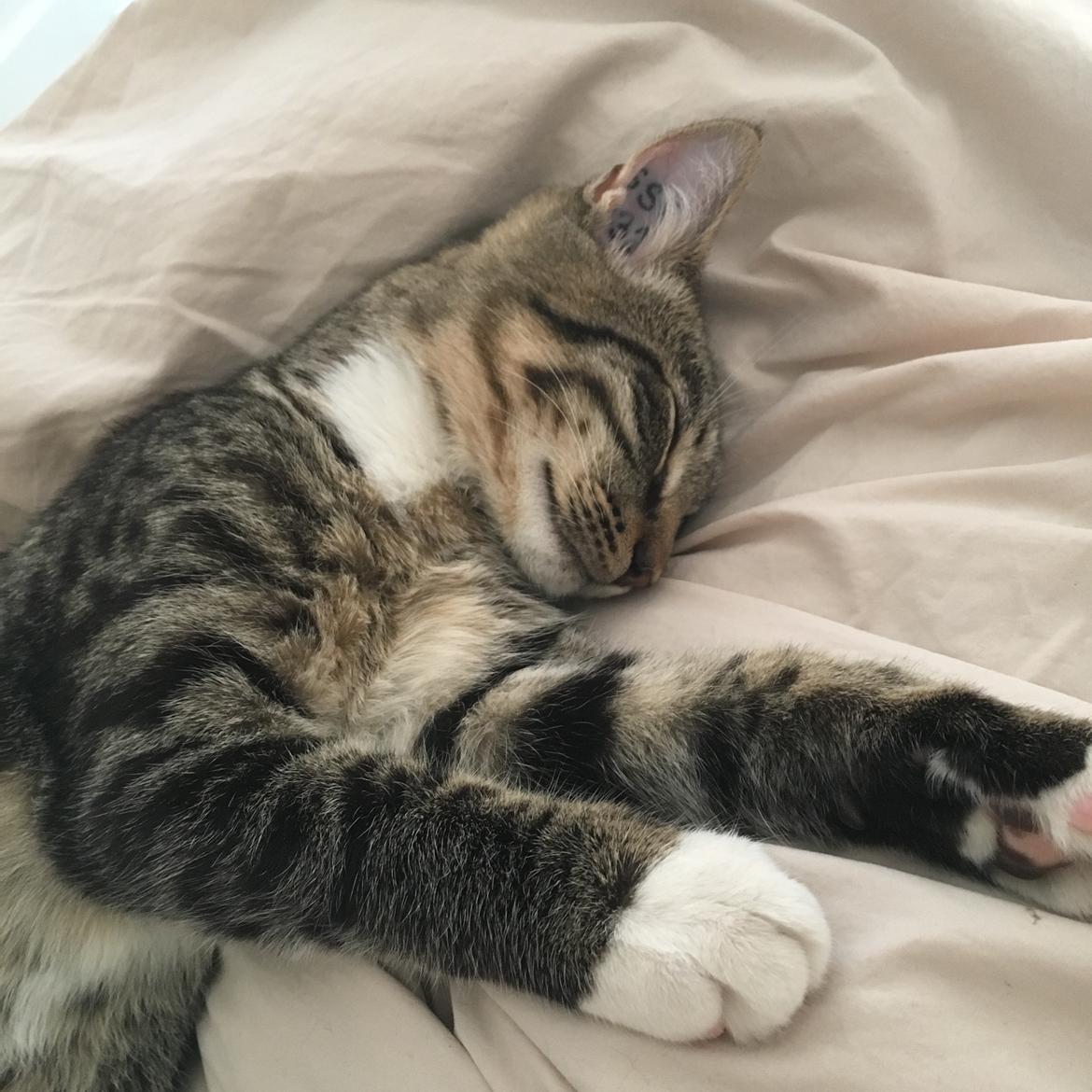 Huskat Sinus billede 20