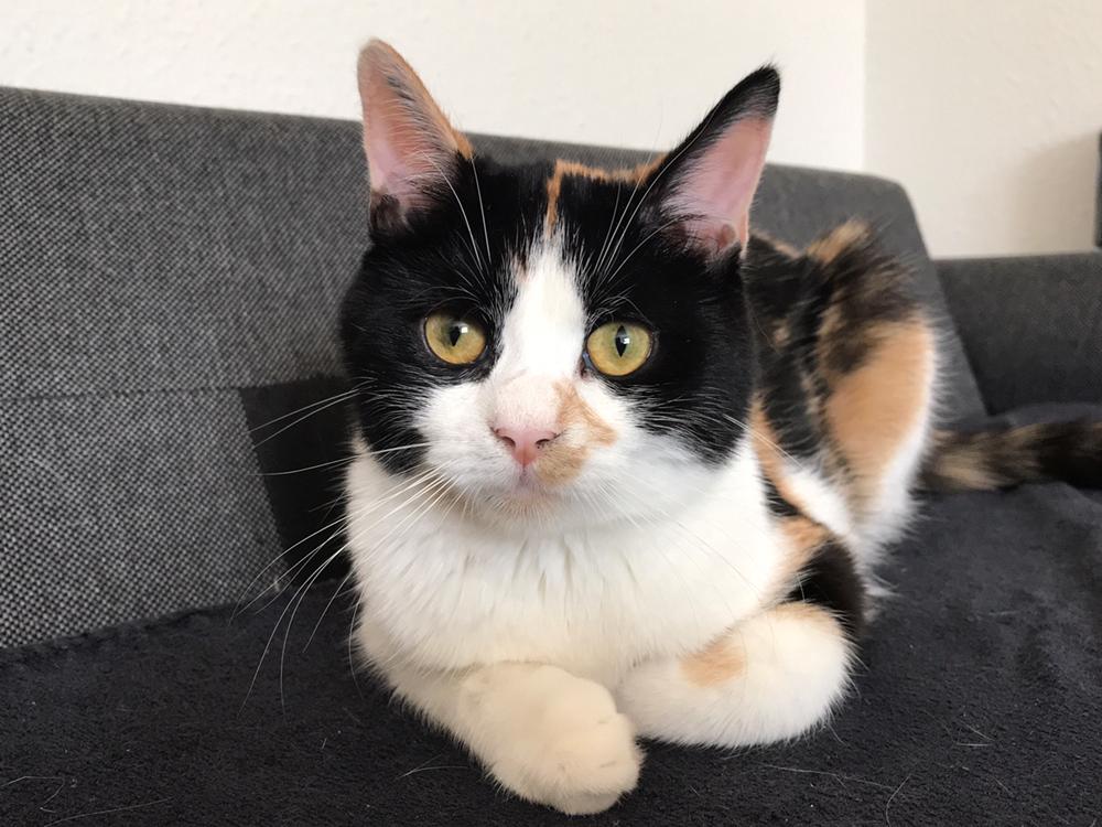 Huskat Ella billede 1