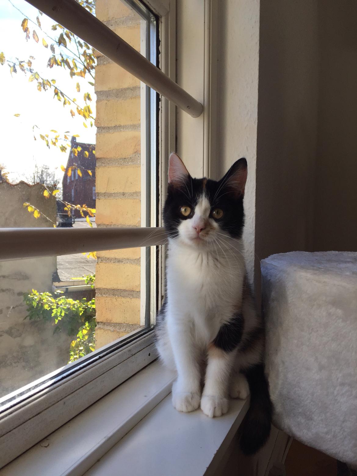 Huskat Ella billede 8