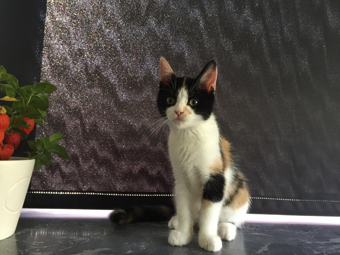 Huskat Ella billede 11