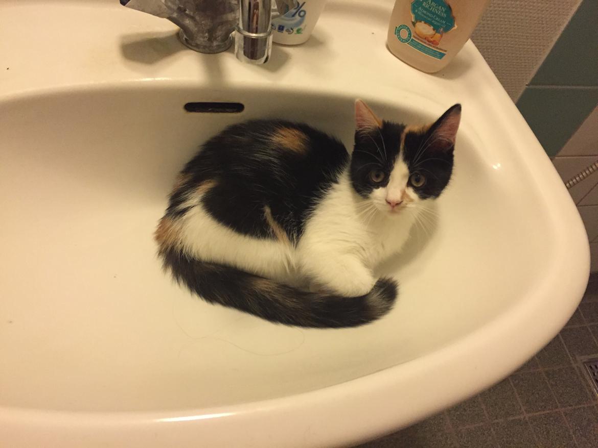 Huskat Ella billede 14