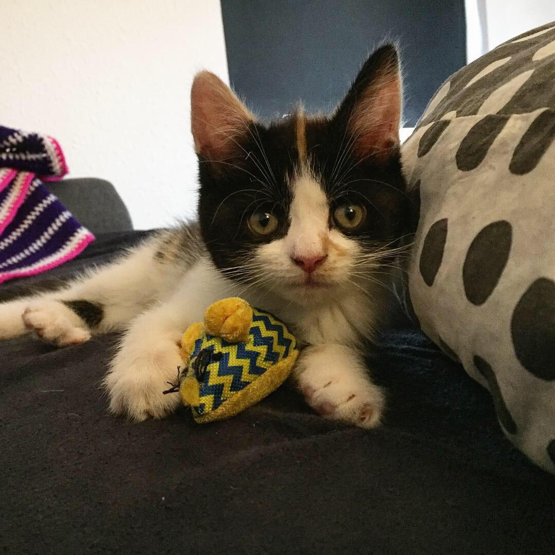 Huskat Ella billede 19