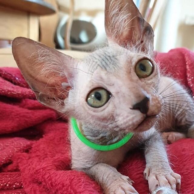 Lykoi Sin Sin Mooncatspl billede 9