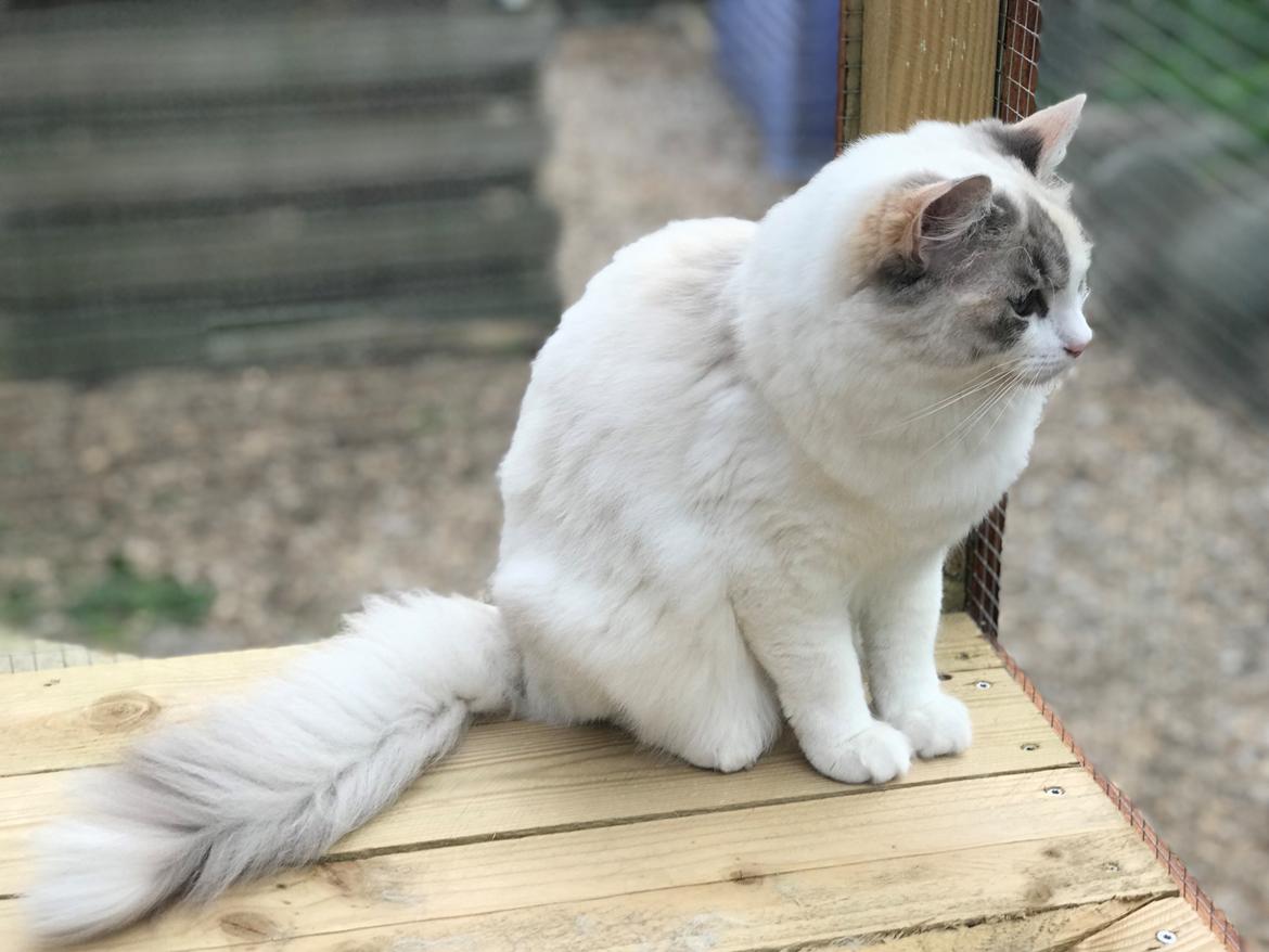Ragdoll Coco billede 2