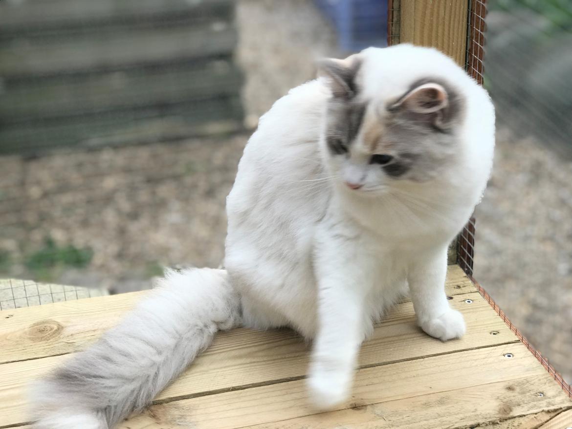 Ragdoll Coco billede 3