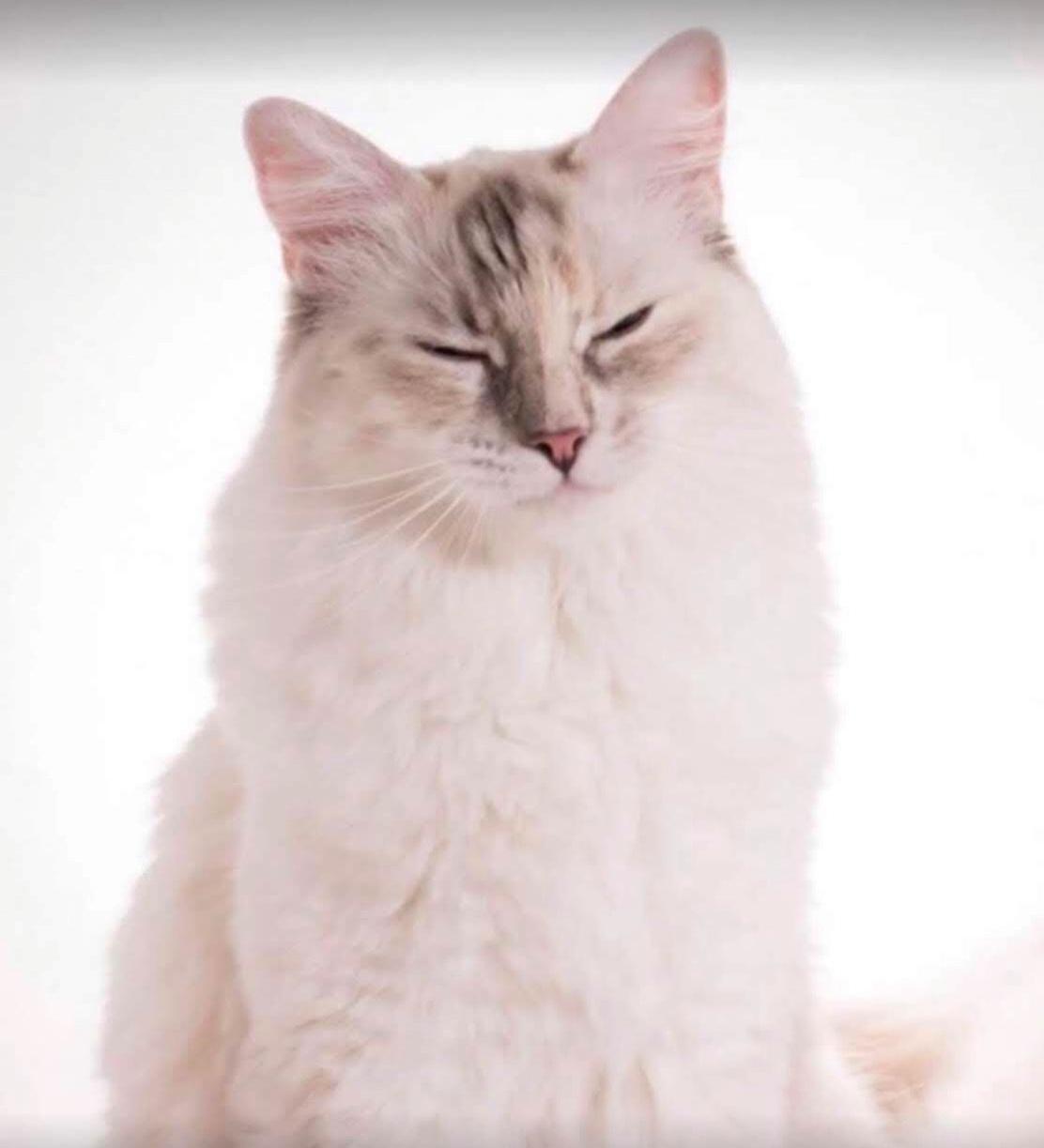 Ragdoll Coco billede 4