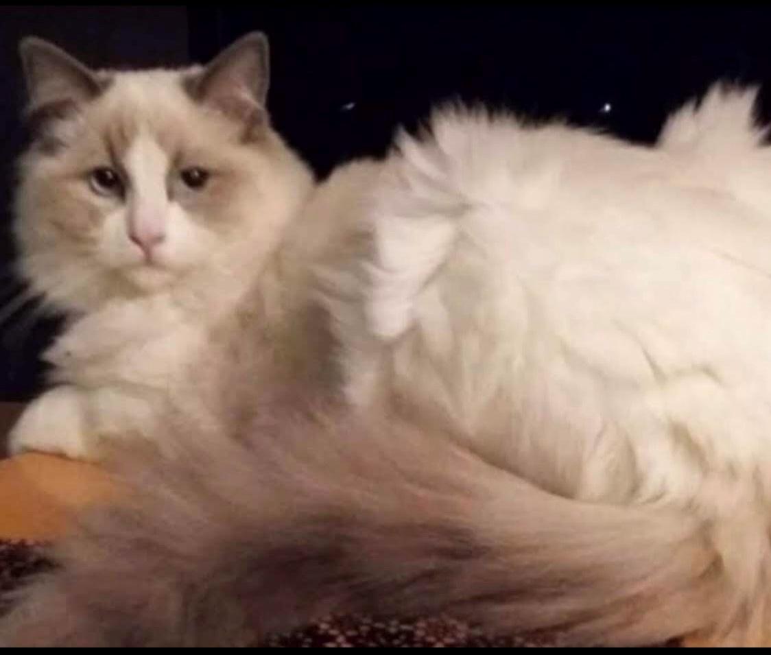 Ragdoll Coco billede 5